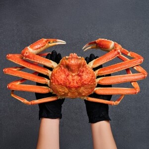 [크랩플릭스] A급 러시아 자숙 대게 (동해항 직수입사/직접가공/수율보장제)